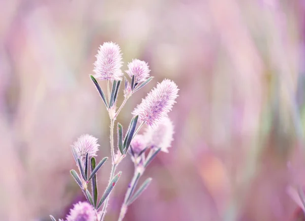 Flor Lilás Macia Suave Planta Prado Verão — Fotografia de Stock