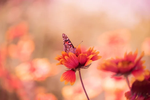 Motley bright butterflies painted lady  on bright colorful daisies  on a summer meadow. Moods of summer.  Artistic tender photo.