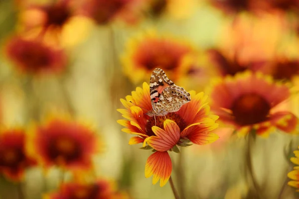 Motley bright butterflies painted lady  on bright colorful daisies  on a summer meadow. Moods of summer.  Artistic tender photo.