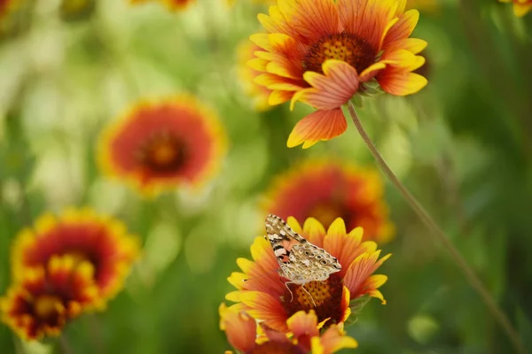 莫特利明亮的蝴蝶在夏日草地上 在鲜艳的雏菊上画了女士 夏天的心情 艺术招标照片 — 图库照片