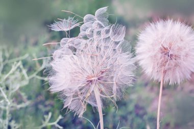 Büyük kabarık karahindiba topları yakın çekim. Sanat fotoğrafı. bahçenin doğal arka plan.