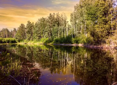 Ormanda güzel tenha göl. Huş gövdelerinin sudaki yansıması.