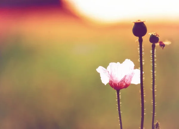 Ніжна Рожева Квітка Коробки Стиглого Харчового Маку Натуральний Зелений Фон — стокове фото