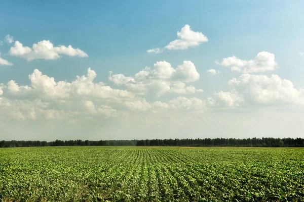 Campo Con Plántulas Plantas Verdes Cultivo Agrícola Cultivos — Foto de Stock