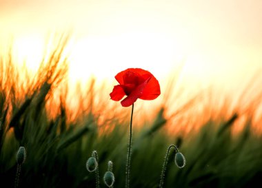 Buğday kulaklar arasında solduran poppy. Yumuşak güneş ışığı, karanlık fotoğraf. Yumuşak odak.