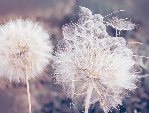 Grandes Pelotas Diente León Esponjosas Cerca Foto Arte Fondo Natural — Foto de Stock