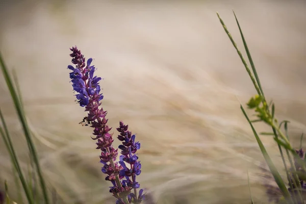 Salvia Blomma Den Viftande Gräset Gräset Gräset Stäppen Konst Foto — Stockfoto