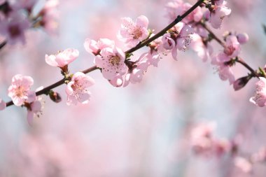 Narin Bloom pembe şeftali çiçekler.