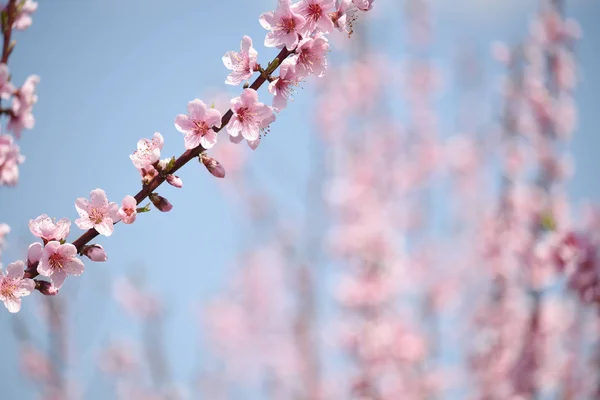 Delicate Bloom Roze Perzik Bloemen — Stockfoto