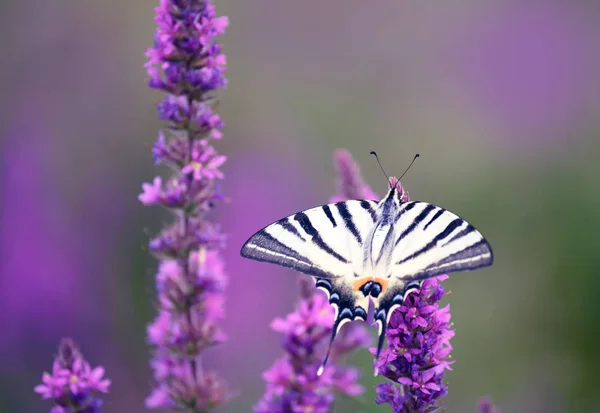Schöner Schmetterling Iphiclides Podalirius Auf Lila Blüten Künstlerisches Zärtlichkeitsfoto Weiche — Stockfoto