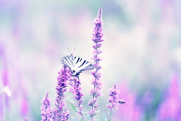 Mooie Vlinder Iphiclides Podalirius Lila Bloemen Artistieke Tender Foto Zachte — Stockfoto
