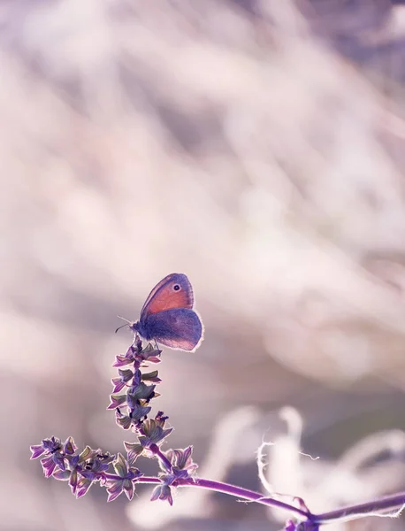 Uma Pequena Borboleta Mergulha Troncos Sensíveis Uma Primavera Prado Verão — Fotografia de Stock