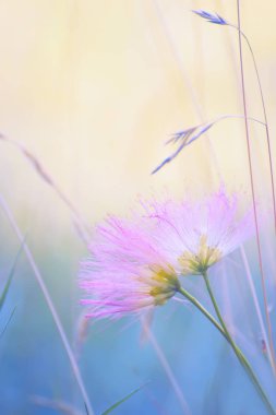 Çiçekli pembe tüylü çiçek Albition