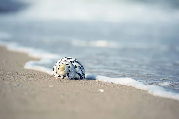 Sea shell on the seashore in the water. The atmosphere of travel and recreation at sea.