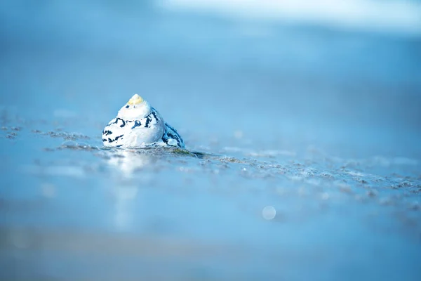 水中の海岸の貝殻 海の旅とレクリエーションの雰囲気 — ストック写真