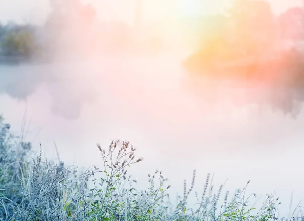 První Pěna Podzimní Době Tráva Květiny Břehu Řeky Mlze Časně — Stock fotografie