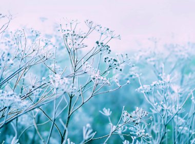 Ayaz mevsiminde narin çiçekler. Yumuşak leylak, soğuk, doğal kış arkaplanı. Temiz havada güzel bir kış sabahı. Yumuşak odak.
