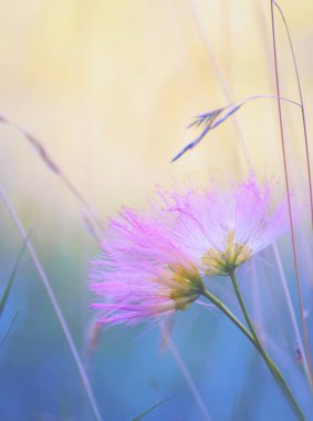 Lenkoran akasya albition nazik kabarık pembe çiçekler yakın yukarı.