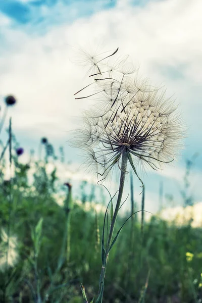 Enorme Diente León Blanco Esponjoso Contra Cielo Las Nubes Atardecer — Foto de Stock