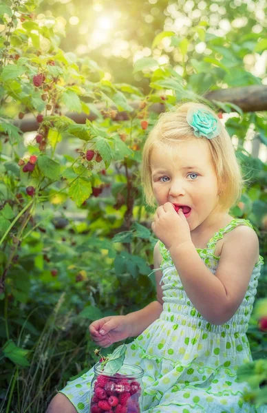 Una Niña Pequeña Con Una Lata Frambuesas Jardín Está Comiendo — Foto de Stock