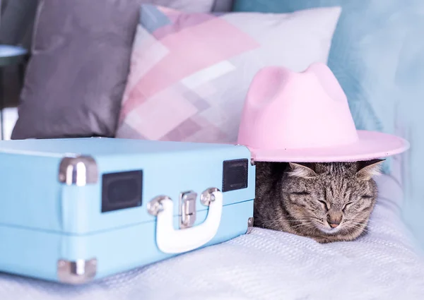 Chat Gris Tabby Dort Dans Chapeau Une Valise Bleue — Photo