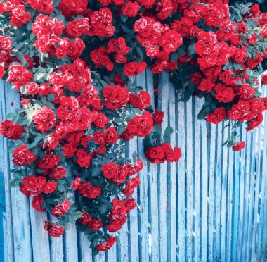 Eski bir çitin üzerine kırmızı güller daşırıyorum. Vintage tarzı, yaz kırsal ruh hali.