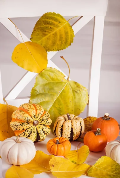 Verschiedene Kleine Dekorative Kürbisse Und Herbstblätter Herbst Stillleben Landschaft — Stockfoto