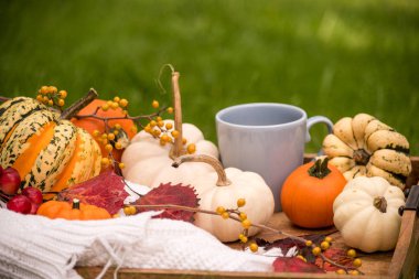 Kahve ve farklı sonbahar meyveleri, yaprakları, dekoratif mini kabaklar ile Fincan. Bahçede Sonbahar natürmort.