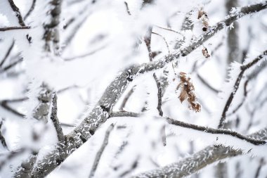 Kabarık boğuk buz içinde ağaç dalları. Doğal doğal kış arka planı.