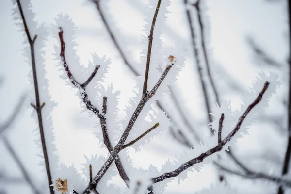 Boomtakken Pluizige Hoarfrost Natuurlijke Natuurlijke Winter Achtergrond — Stockfoto