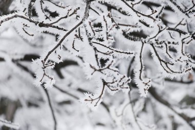 Kabarık boğuk buz içinde ağaç dalları. Doğal doğal kış arka planı.