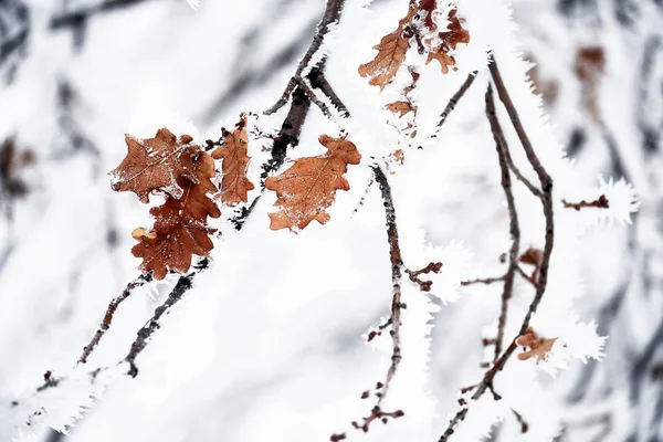 Kabarık Boğuk Buz Içinde Ağaç Dalları Doğal Doğal Kış Arka — Stok fotoğraf