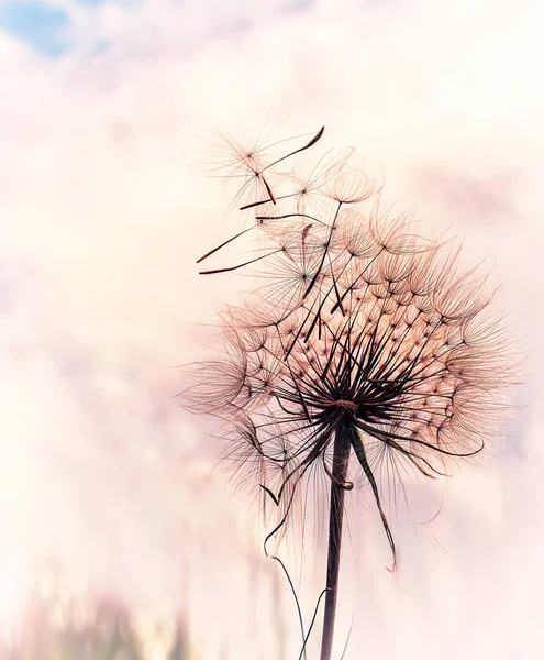 Grote Pluizige Paardebloem Ballen Close Kunst Foto Natuurlijke Achtergrond Van — Stockfoto