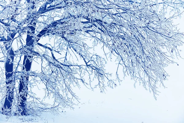 Branches Covered With Ice After Freezing Rain Sparkling Ice Covered  Everything After Ice Storm Cyclone Terrible Beauty Of Nature Concept Winter  Landscape Scene Postcard Selective Focus Stock Photo - Download Image Now 