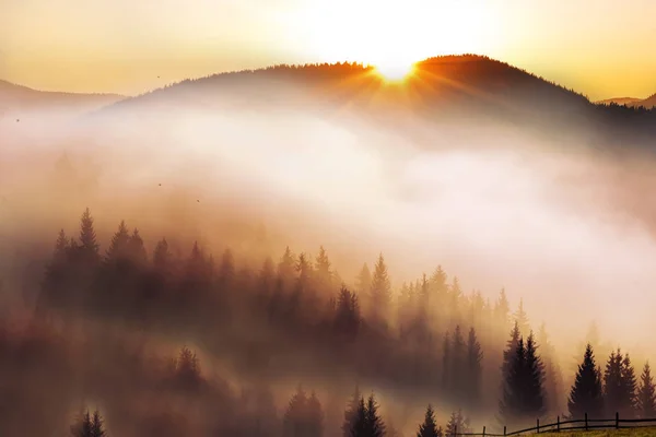 Unglaublich Schöner Sonnenaufgang Den Bergen Nadelbäume Nebel Und Die Sonnenstrahlen — Stockfoto