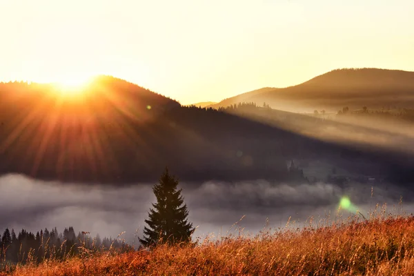 Unglaublich Schöner Sonnenaufgang Den Bergen Nadelbäume Nebel Und Die Sonnenstrahlen — Stockfoto