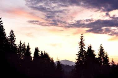 Dağlarda kasvetli gün batımı. Dağların karanlık siluetleri ve büyük kozalaklı.