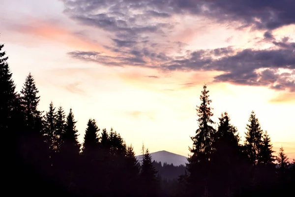 Dağlarda kasvetli gün batımı. Dağların karanlık siluetleri ve büyük kozalaklı.