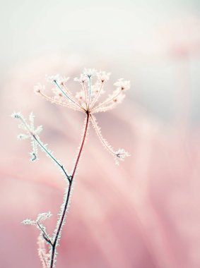 Beyaz boğuk bir çayırda kurutulmuş çiçekler. Bitkilerde beyaz boğuk buz sihirli fotoğraf. yumuşak seçici odak.