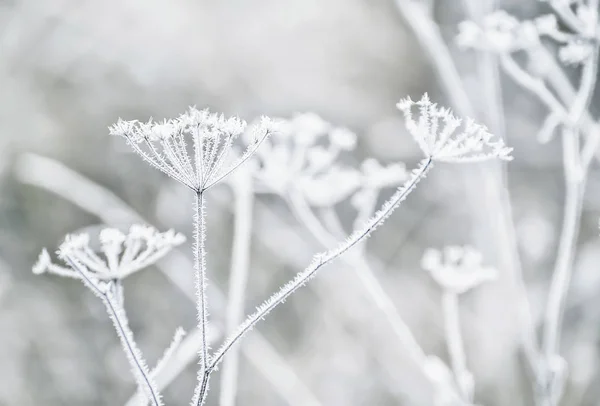Szárított Virágok Egy Réten Fehér Hoarfrost Magic Fotó Fehér Dér — Stock Fotó