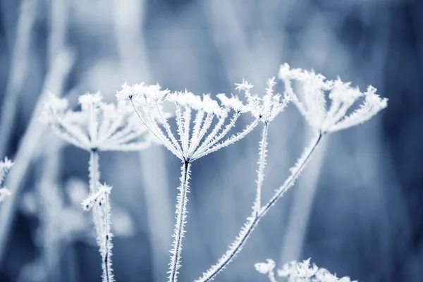 Flores Secas Prado Hoarfrost Blanco Foto Mágica Hoarfrost Blanco Plantas — Foto de Stock