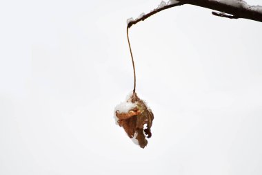 Beyaz bir arka plan üzerinde kar damı üzerinde bir rotund bükülmüş yaprak.