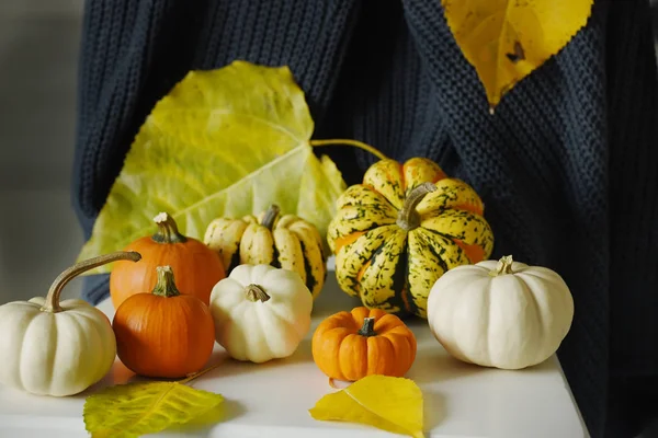 Mini Citrouilles Panachées Rouges Blanches Différentes Variétés Types Feuilles Jaunes — Photo