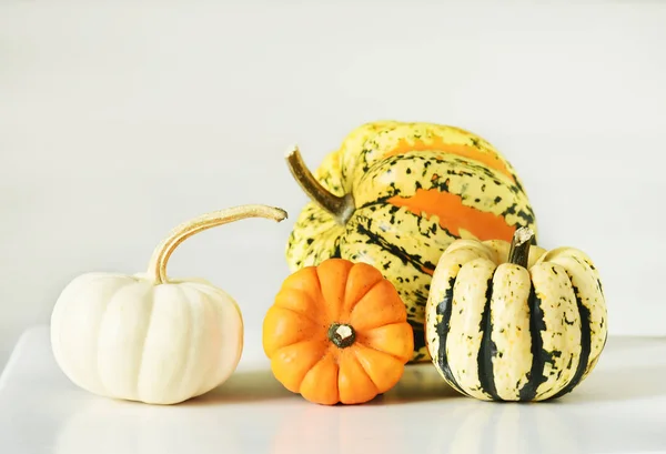 Variegated red, white mini pumpkins, different varieties and types, and yellow leaves.  Autumn still life.
