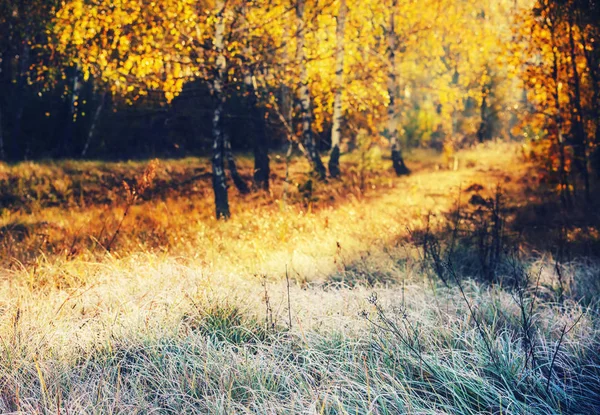Grass Meadow White Hoarfrost Dew Autumn Yellow Birch Forest Sunlight — Stock Photo, Image