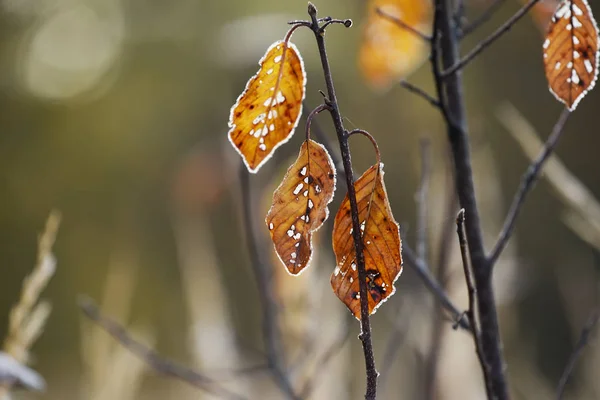 Dernières Feuilles Jaunes Sèches Dans Givre Fond Naturel Automne Concentration — Photo