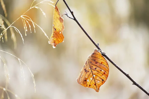 Laatste Droge Gele Bladeren Hoarfrost Natuurlijke Herfst Achtergrond Zachte Selectieve — Stockfoto