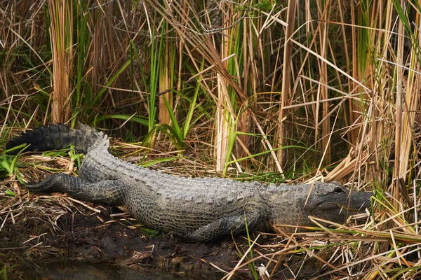 Harmonikus Vad Krokodil Bozót Nád Természetes Élőhely Florida Usa — Stock Fotó