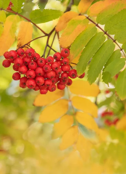 Brosse Baies Rowan Rouges Feuilles Jaunes Panachées Automne Naturel Fond — Photo