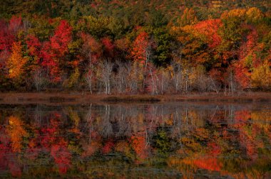 Sonbahar gölünün güzel manzarası. Gölün sakin pürüzsüz yüzeyinde kırmızı, turuncu sarı ağaçların yansıması. Sonbahar renklerinden oluşan bir isyan. Acadia Ulusal Parkı. Abd. Maine